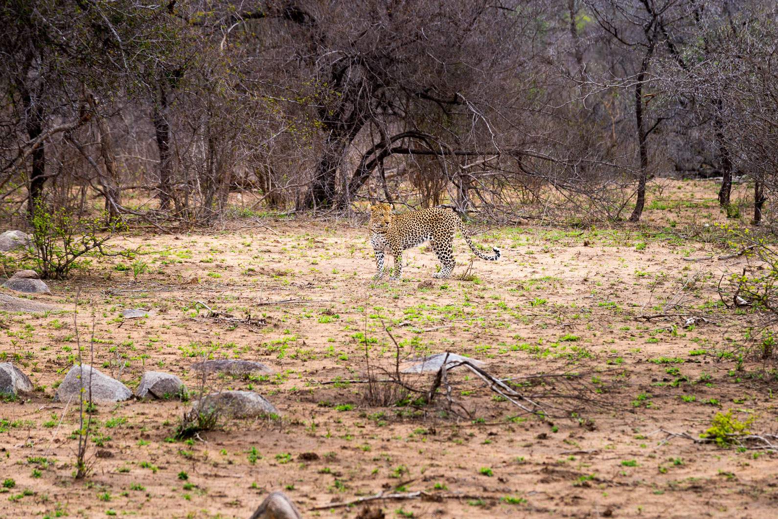20161113 150708 Leopard (1)